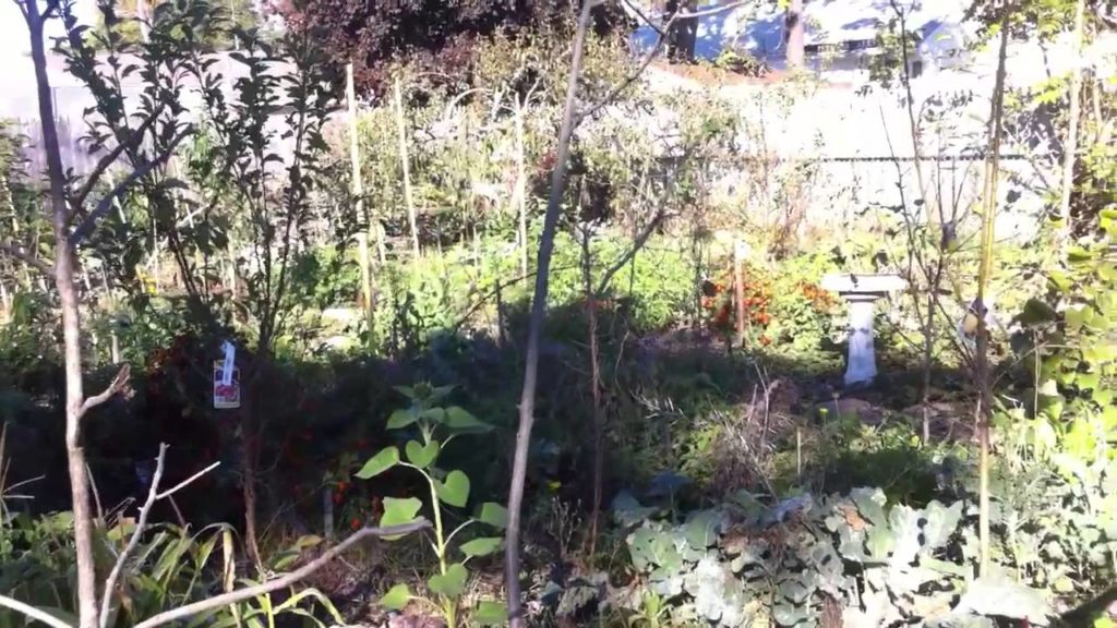 Food Forest - The Golden Ratio