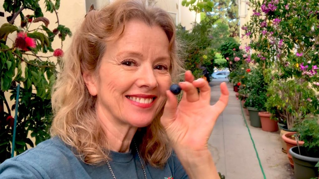 Kaye Kittrell: NEVER OVERWATER AGAIN with this ONE TIP! Santa Monica Container Gardening NEVER OVERWATER AGAIN with this ONE TIP! Santa Monica Container Gardening