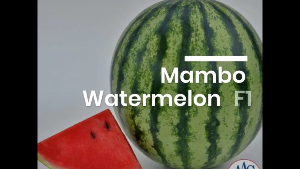 Mambo Watermelon - Grow your own Watermelon