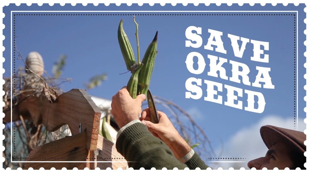 Siloé Oliveira: How to Save Okra Seed – Harvesting and Cooking Okra How to Save Okra Seed - Harvesting and Cooking Okra