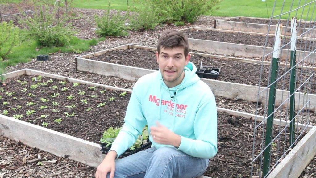 3 Things You Can Do When Your Garden Plans Go South