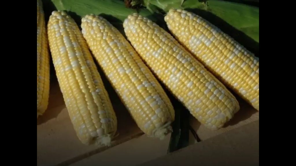 All-America Selections Flowers & Vegetables: American Dream Sweet Corn – AAS Winner American Dream Sweet Corn - AAS Winner