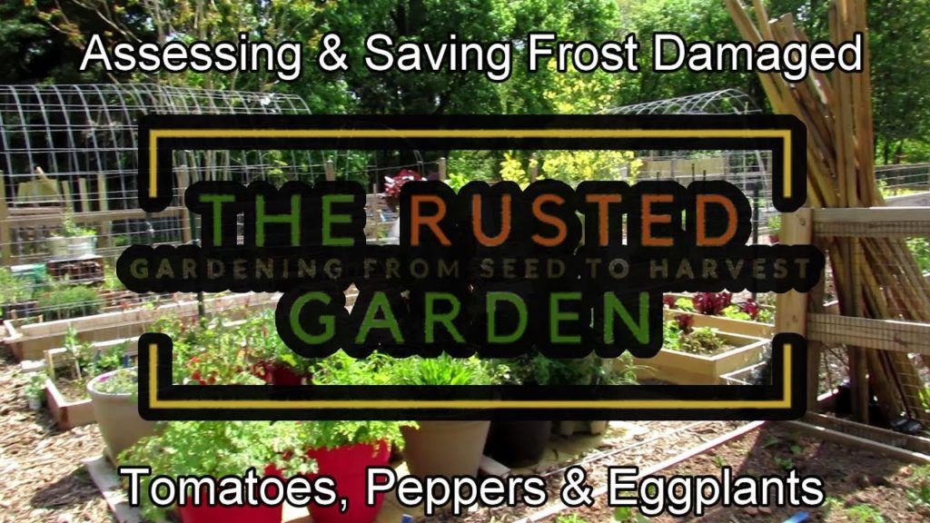 How to Assess & Save Frost Damaged Tomatoes, Peppers & Eggplants: Top Dress, Nitrogen & Bury Stems