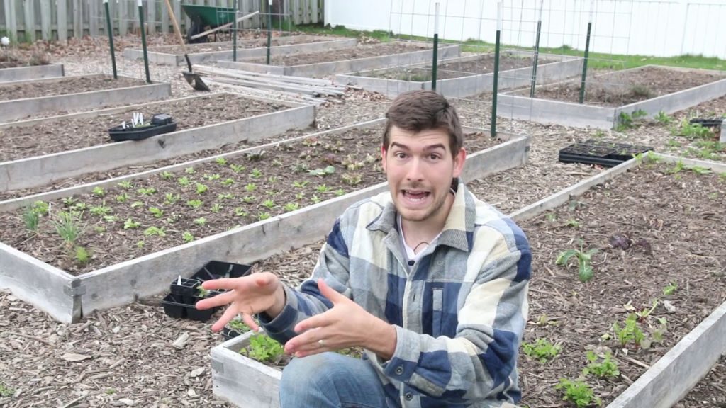 6 Cool Weather Crops You Should Avoid Planting In Spring