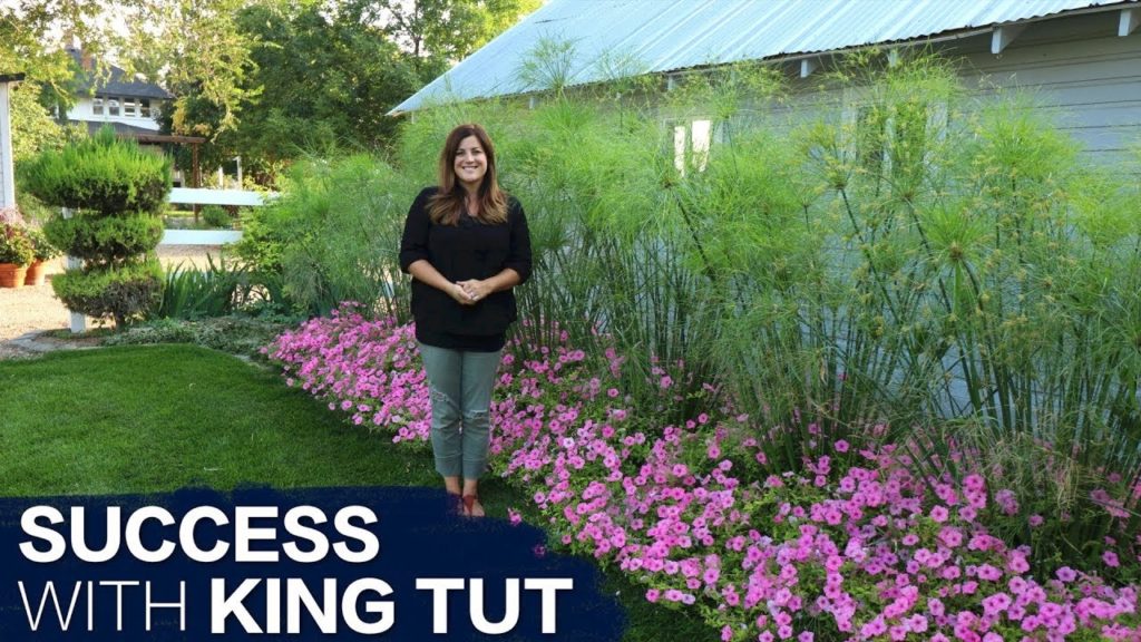 How to Have Success With King Tut Grass // Garden Answer