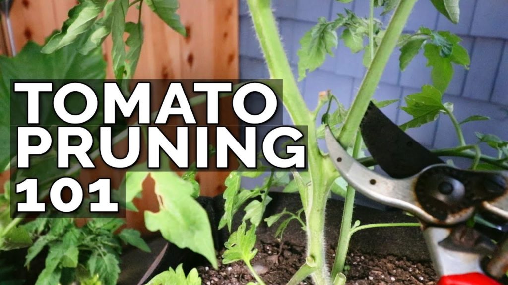 Epic Gardening: How to Prune Tomatoes for Maximum Yield and Plant Health How to Prune Tomatoes for Maximum Yield and Plant Health