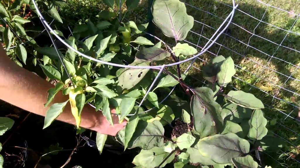 MIgardener: My Peppers are Drunk on Trifecta+ My Peppers are Drunk on Trifecta+