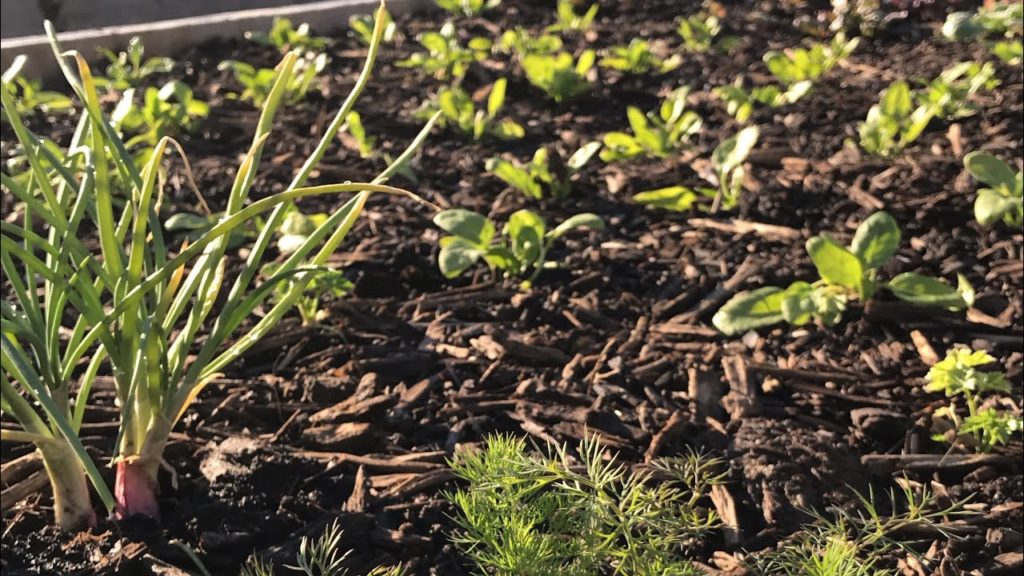 7 Simple Tips To Protecting Seedlings from Pests, Disease, and Sun or Wind Damage