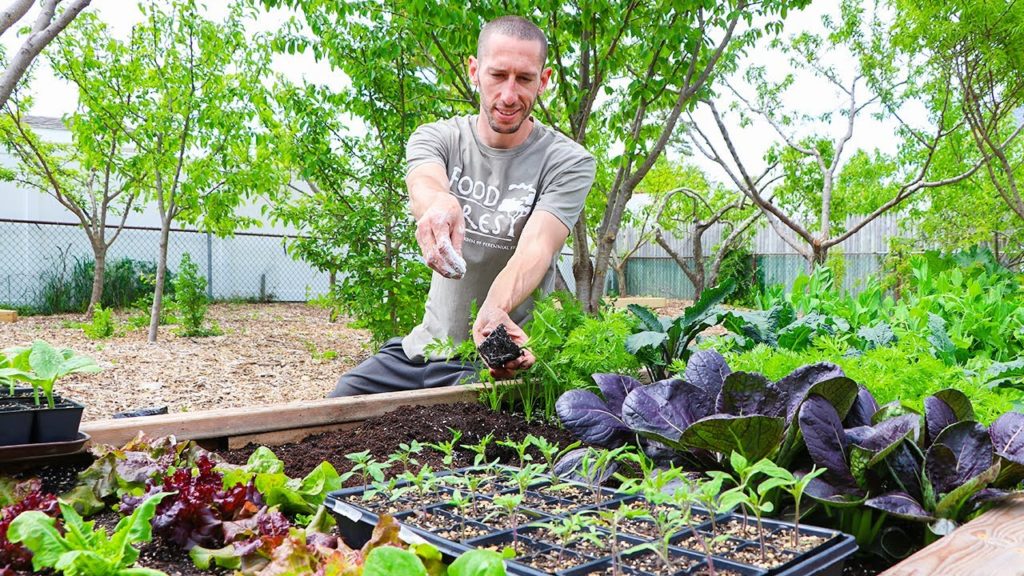 James Prigioni: How to Transplant Seedlings into the Garden, 4 Mistakes you MUST Avoid How to Transplant Seedlings into the Garden, 4 Mistakes you MUST Avoid