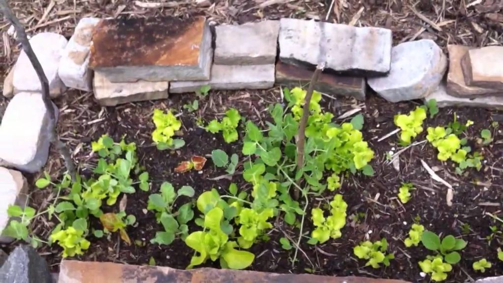 Garden update, Apple Trees!