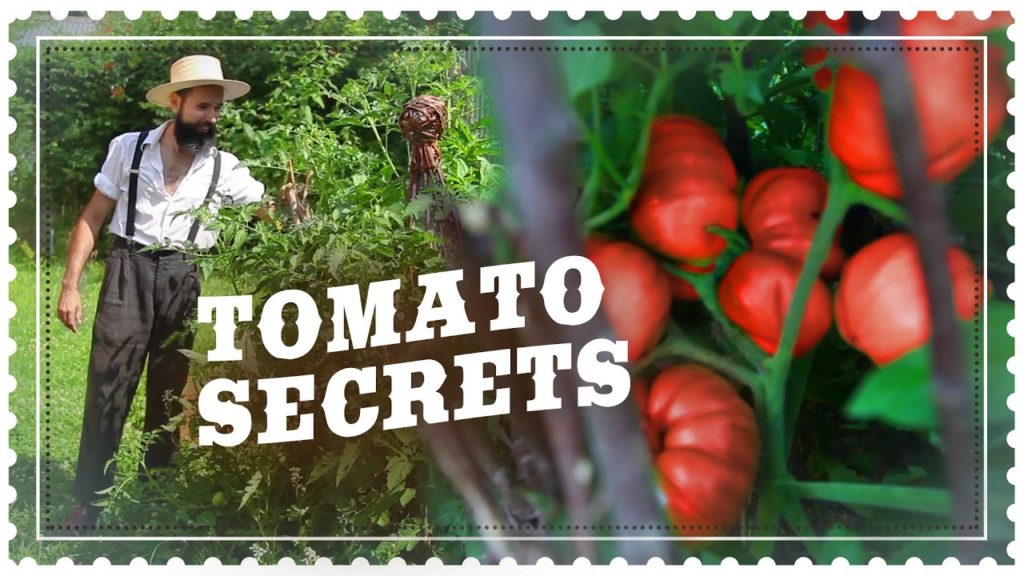 Siloé Oliveira: Secrets to GROWING TOMATOES – low maintenance Secrets to GROWING TOMATOES - low maintenance