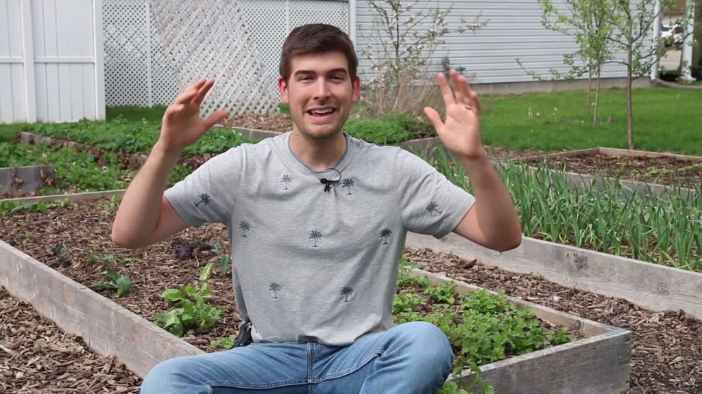 Reasons Your Plants Are Turning Red & How to Fix It