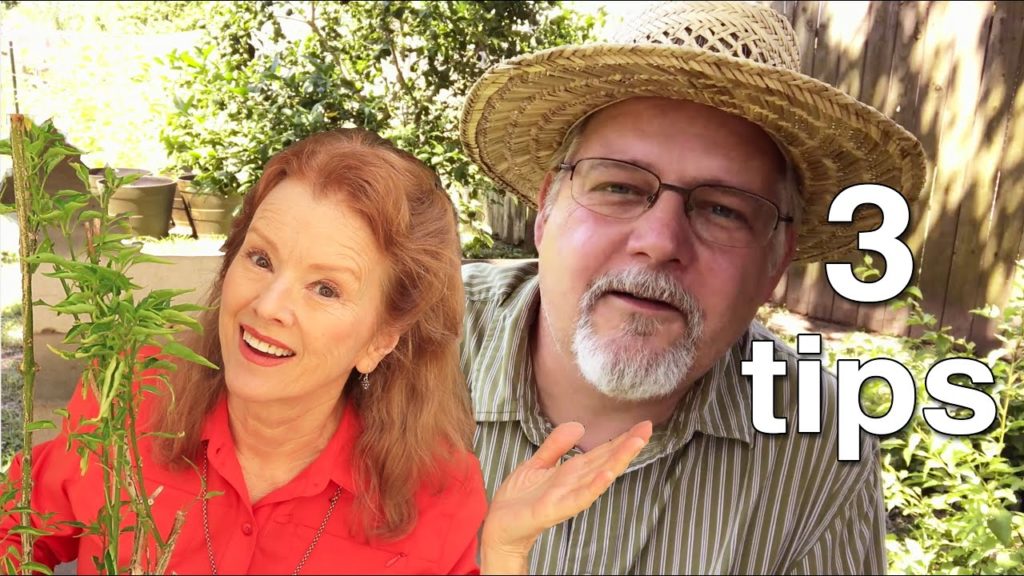 REBOOTING my PEQUIN Pepper | 3 TIPS from Scott Head, BLACK GUMBO