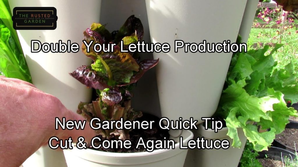 Gary Pilarchik: New Gardener Quick Tip: The Cut & Come Again Loose Leaf Lettuce Method – Get a Second Harvest! New Gardener Quick Tip: The Cut & Come Again Loose Leaf Lettuce Method - Get a Second Harvest!