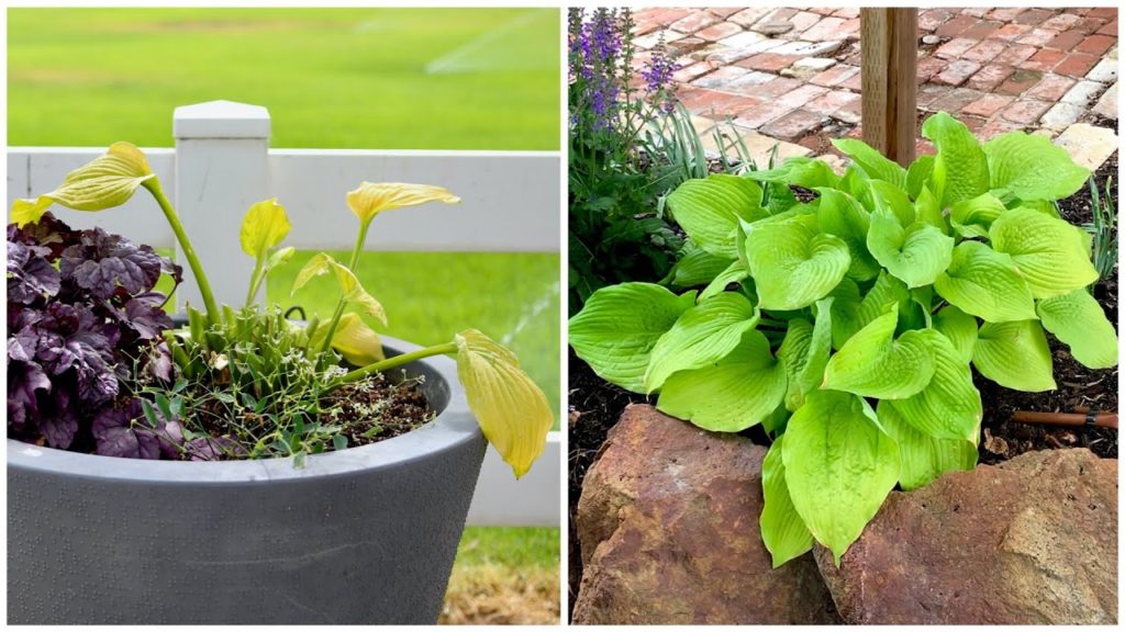Garden Answer Highlights: A Hosta Success Story! ๐๐ฟ A Hosta Success Story! ๐๐ฟ