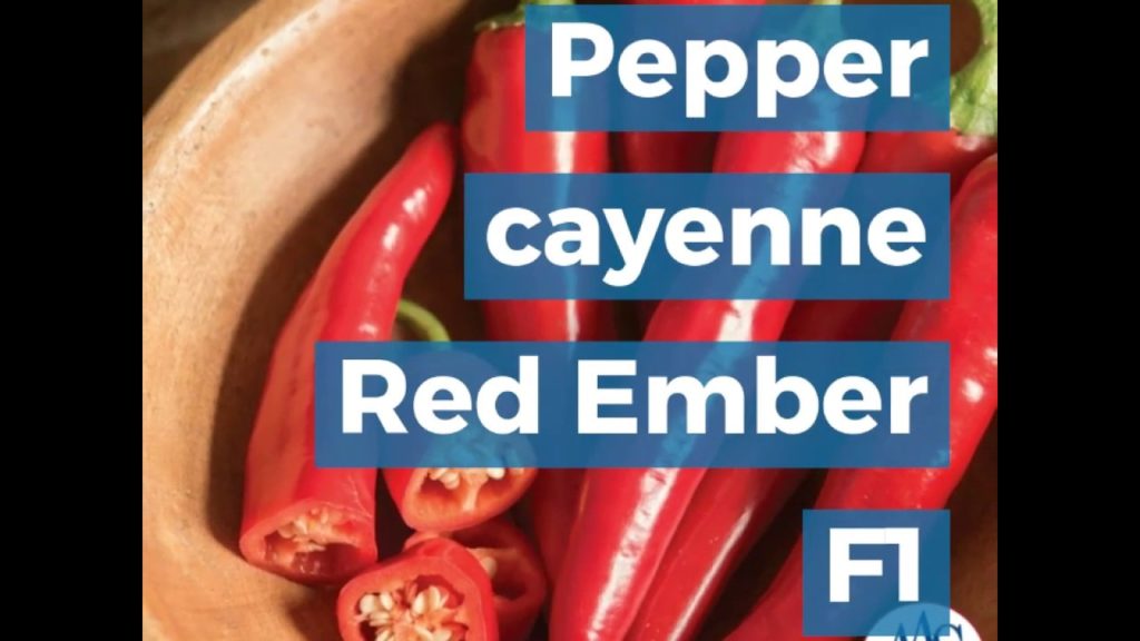 Pepper cayenne Red Ember - AAS Winner