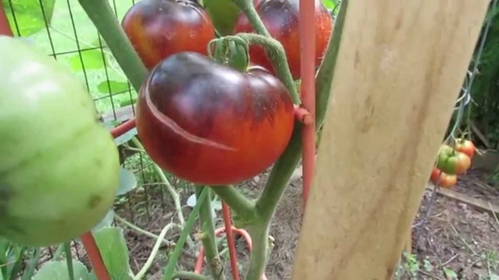 Gary Pilarchik: Tomato Profile: The Indigo Apple: Amazing Colors! – TRG 2014 Tomato Profile: The Indigo Apple: Amazing Colors! - TRG 2014