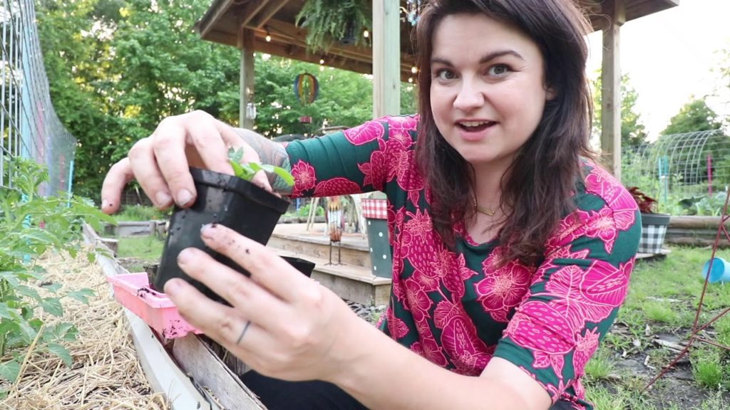 Roots and Refuge Farm: How to Multiply your Tomato Plants FOR FREE | Propagating Suckers How to Multiply your Tomato Plants FOR FREE | Propagating Suckers