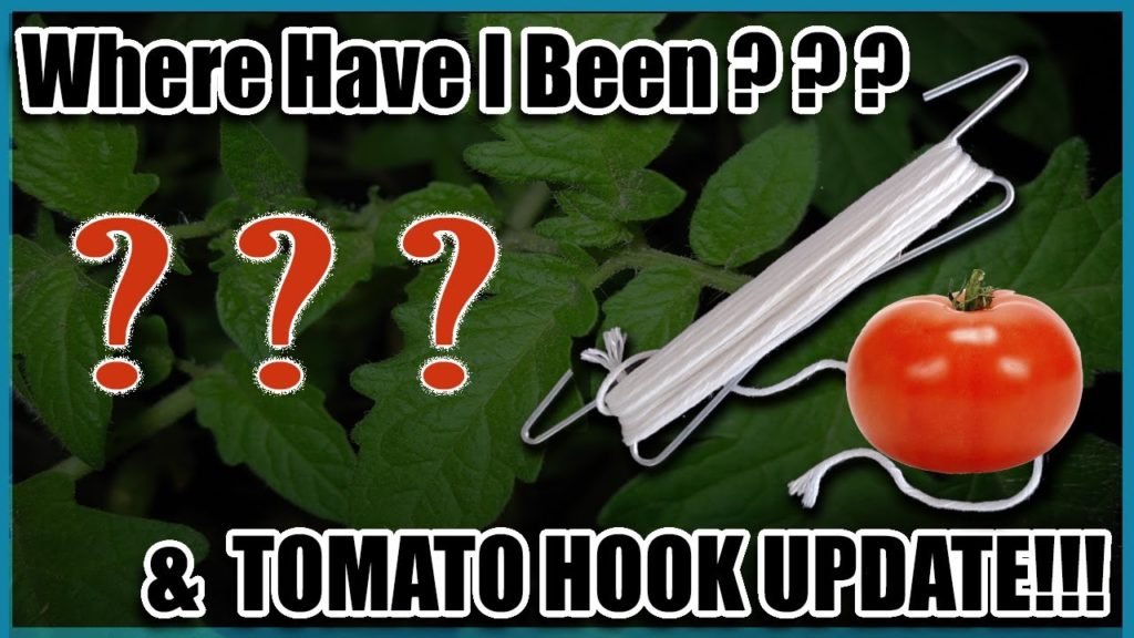 Where I've Been & Tomato Hook Update!