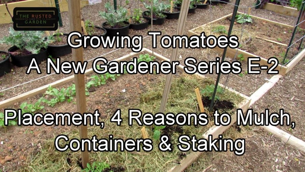 Growing Tomatoes - A New Gardener Series E-2: Placement, 4 Reasons to Mulch, Containers & Staking