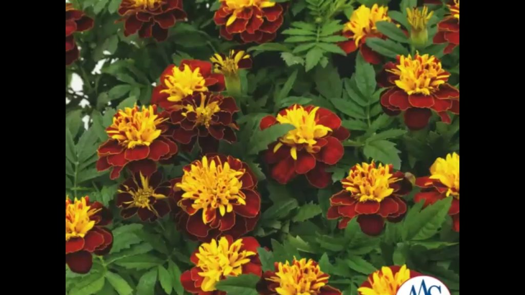 Easy to Grow Marigold Super Hero Spry