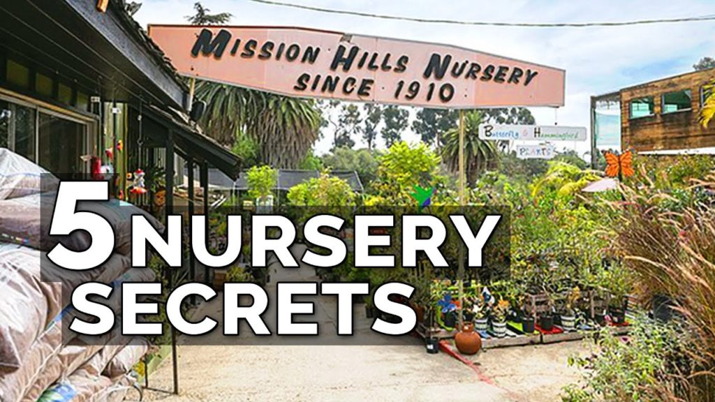 Get TWICE The Seedlings For The SAME Price | 5 Nursery Secrets