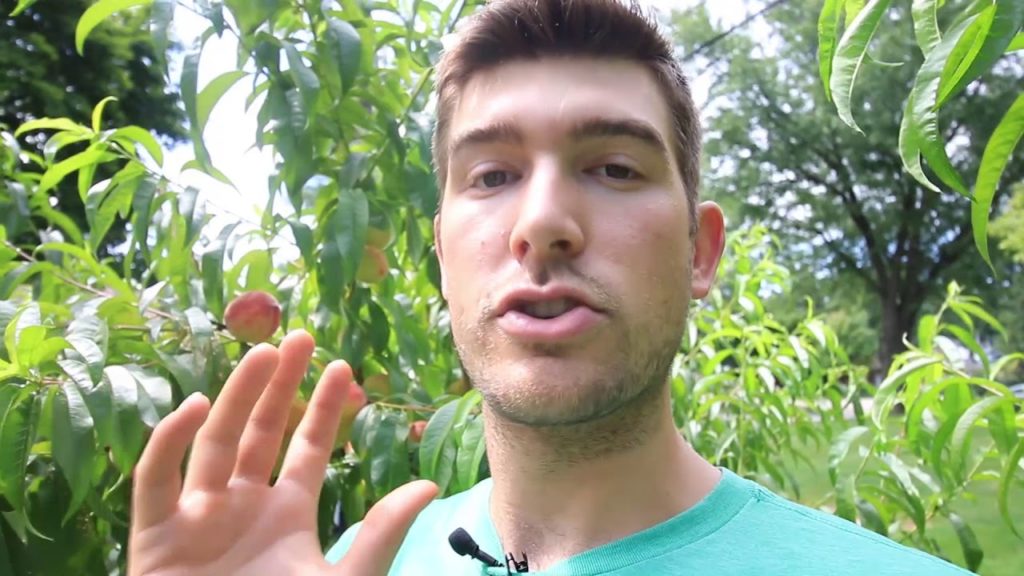 Guarantee Larger Fruits With This ONE TIP!