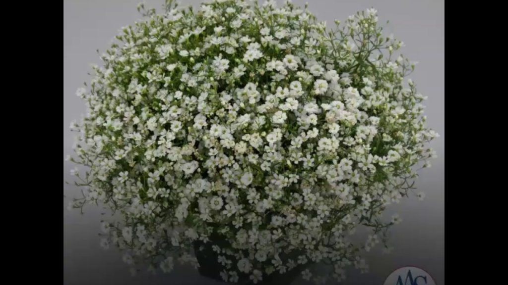 Beautiful Fluffy White Gypsophila Blooms