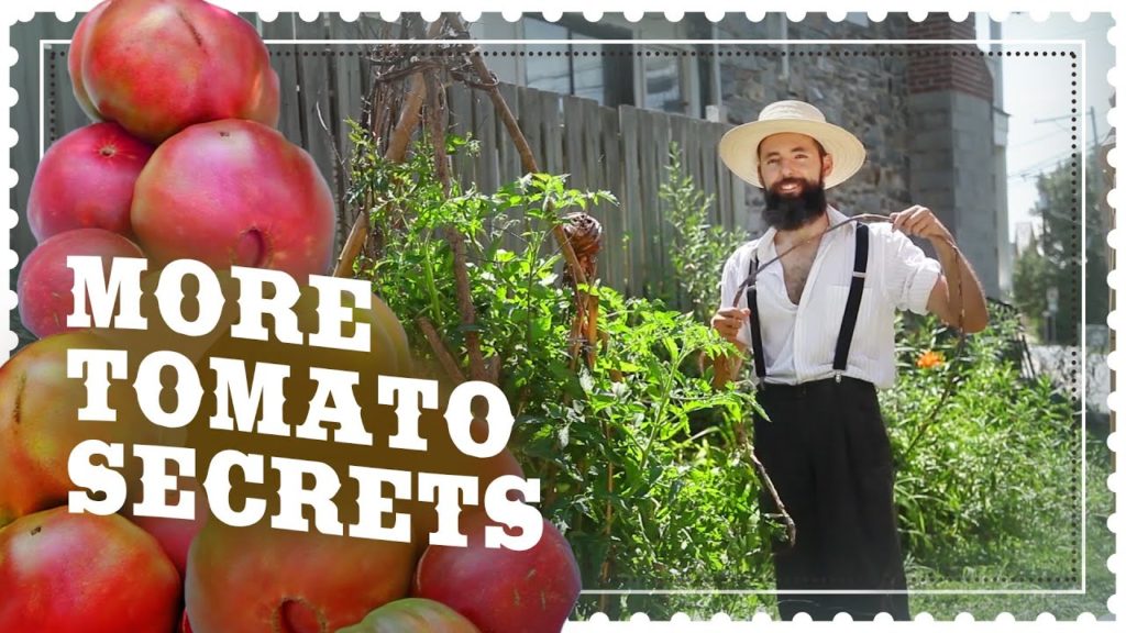 Siloé Oliveira: More TOMATO GROWING Secrets – ALL NATURAL and ORGANIC More TOMATO GROWING Secrets - ALL NATURAL and ORGANIC