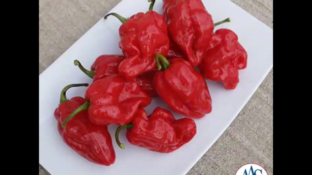 No Heat Citrusy Flavored Habanero Pepper!