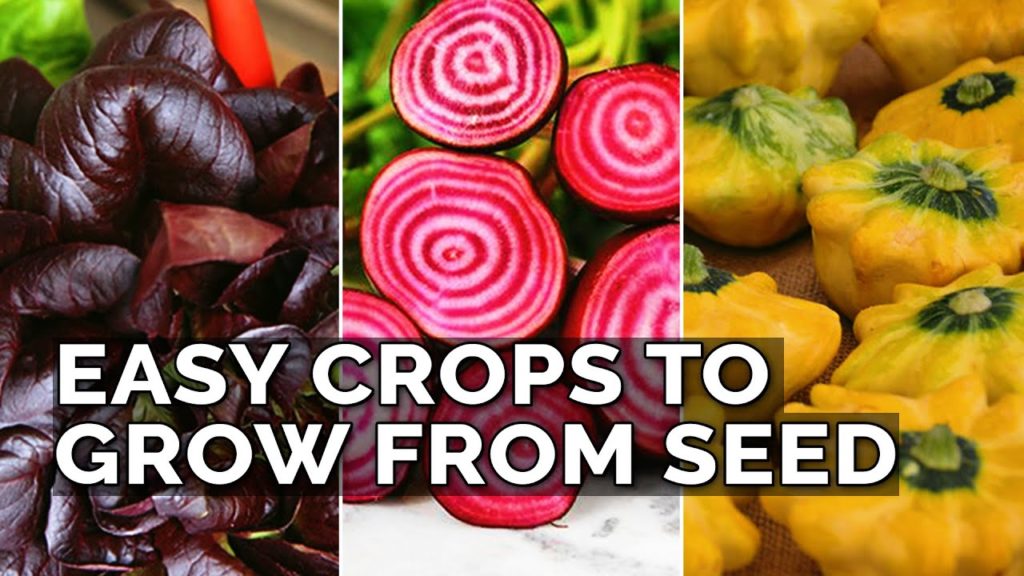 Epic Gardening: 9 Easiest Edibles to Grow From Seed! 9 Easiest Edibles to Grow From Seed!