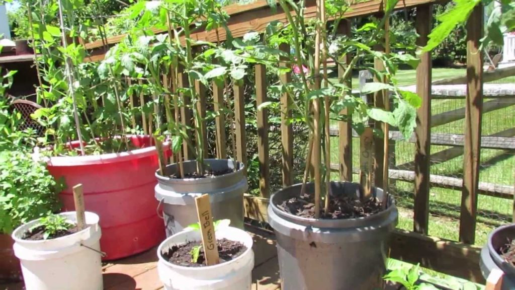 Gary Pilarchik: Saving Container Tomatoes: Frost, Stress & Purple Stems – The Rusted Garden 2013 Saving Container Tomatoes: Frost, Stress & Purple Stems - The Rusted Garden 2013