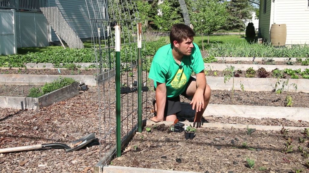 Top Transplanting Mistakes I See Gardeners Making