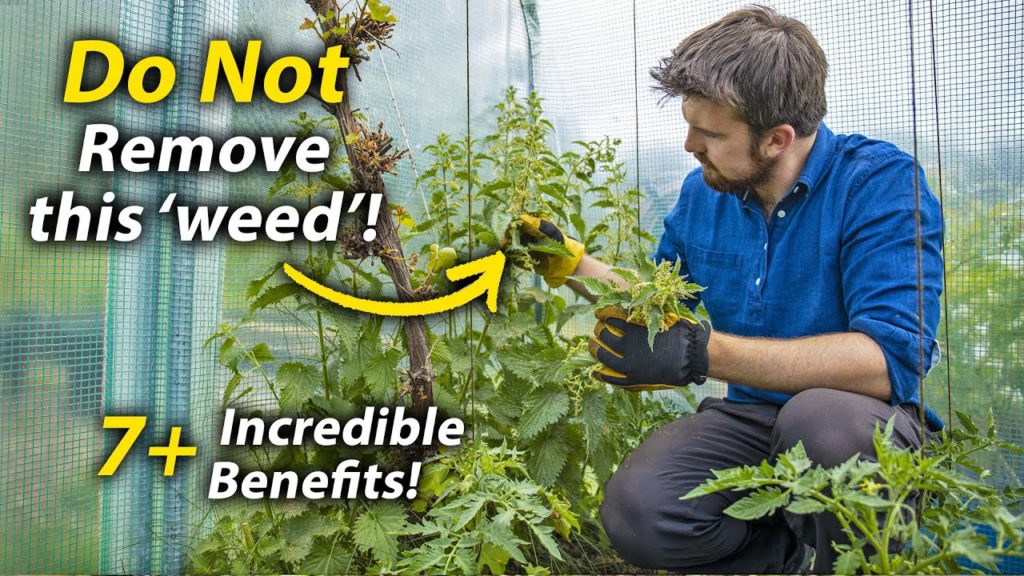 Why You Need More Nettles in your Vegetable Garden | The Incredibly Useful Permaculture Plant