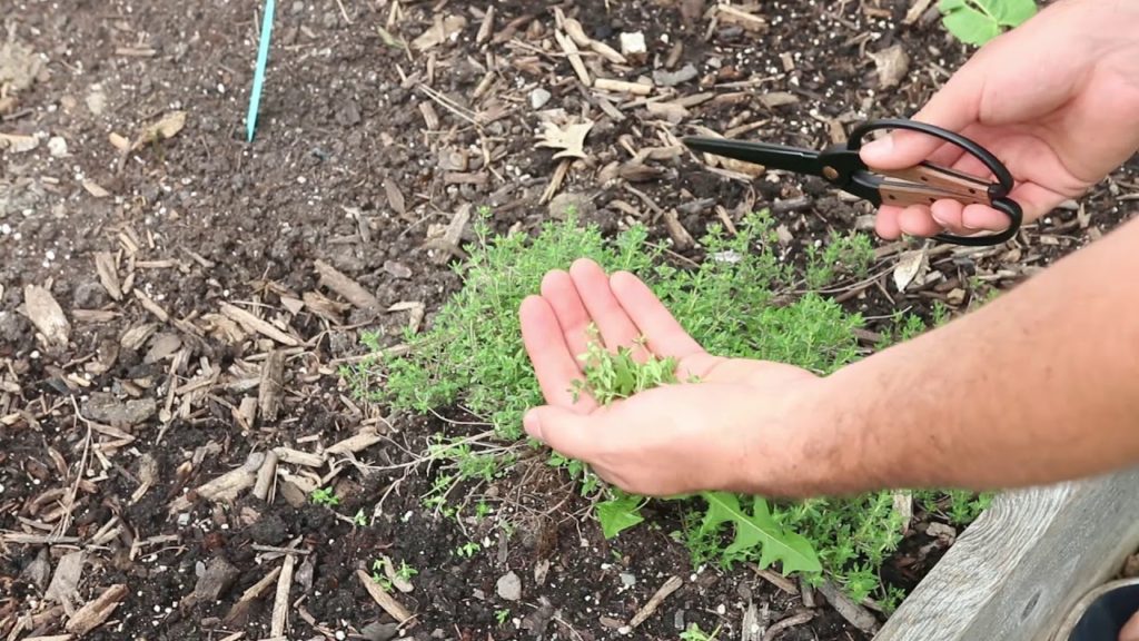 How Correct Pruning Methods Can Make A HUGE Difference on Plant Health