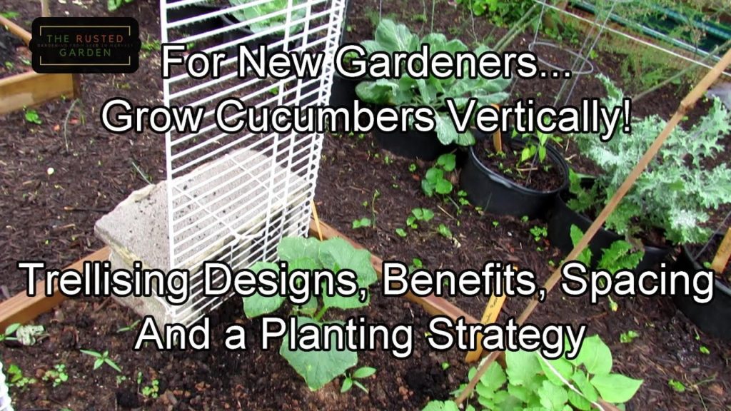 Gary Pilarchik: For New Gardeners – Growing Cucumbers: Grow Vertically! Trellising Designs, Spacing & Planting Tips For New Gardeners - Growing Cucumbers: Grow Vertically! Trellising Designs, Spacing & Planting Tips