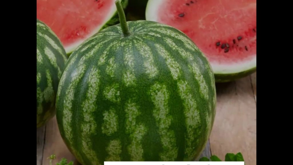 All-America Selections Flowers & Vegetables: Mouthwatering Cal Sweet Bush Watermelon Mouthwatering Cal Sweet Bush Watermelon