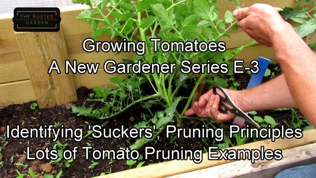 Gary Pilarchik: Growing Tomatoes – A New Gardener Series E-3: Identifying 'Suckers', Pruning Principles & Cloning Growing Tomatoes - A New Gardener Series E-3: Identifying 'Suckers', Pruning Principles & Cloning