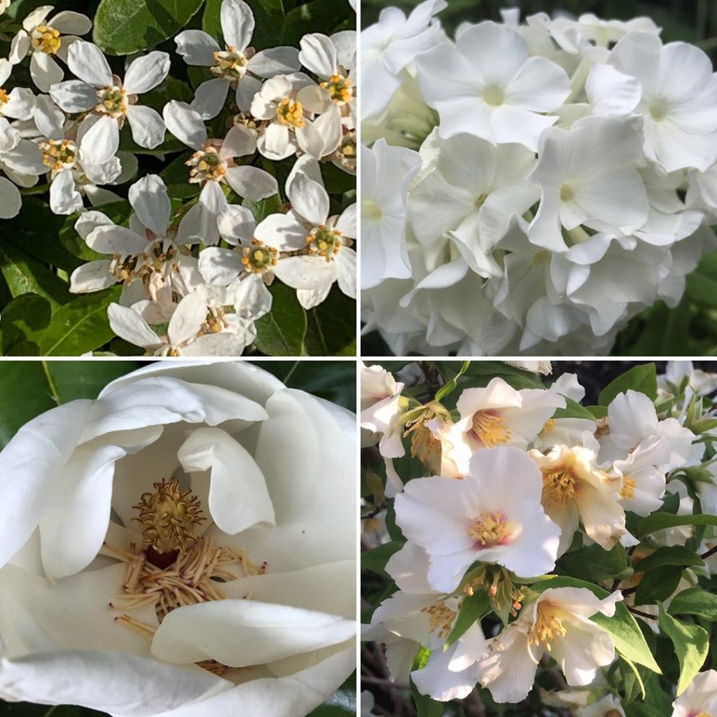 kategouldgardens: Day 5 of @the_rhs National Gardening Week with a calm & soothing selection for t… Day 5 of @the_rhs National Gardening Week with a calm & soothing selection for t...