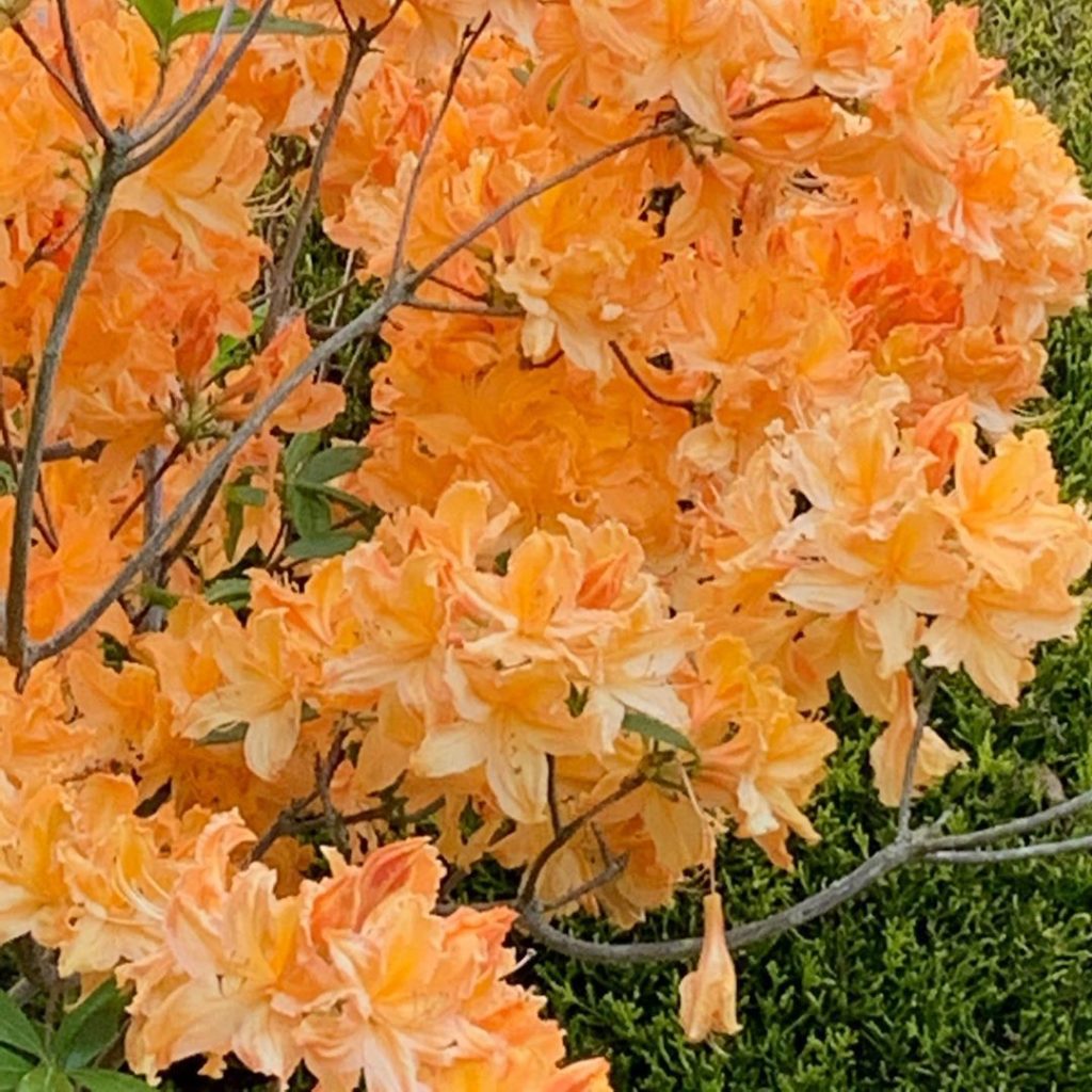 This is their time to shine. A bit of much needed brightness after a few days of...