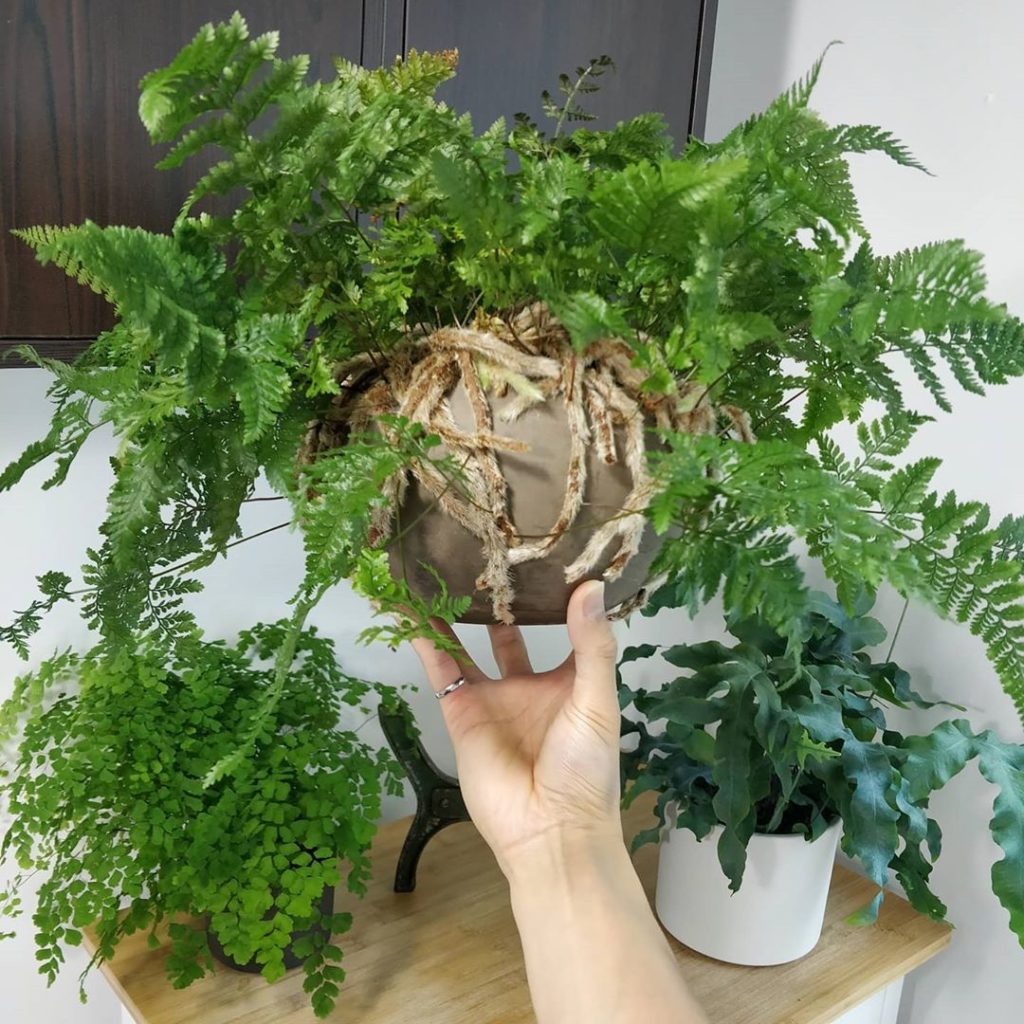 houseplantjournal: A few of my ferns for #fernfriday
–
2️⃣ New fronds on Maidenhair f… A few of my ferns for #fernfriday
-
2️⃣ New fronds on Maidenhair f...