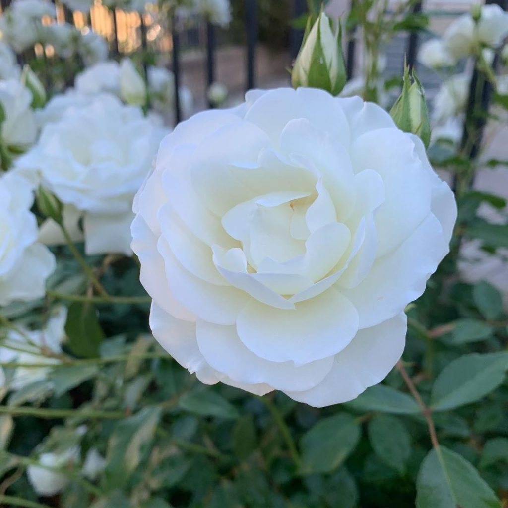 Blooms from over the past couple of weeks  hope you enjoy!
.
.
#spring #springbl...