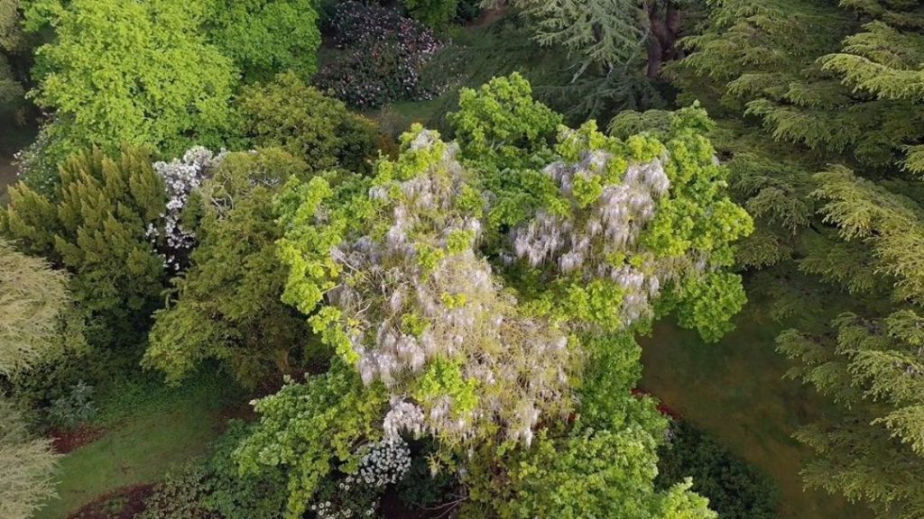 #weekend #wisteriahysteria ... Part 1... I am a mad fan of #trees as #climbing ...