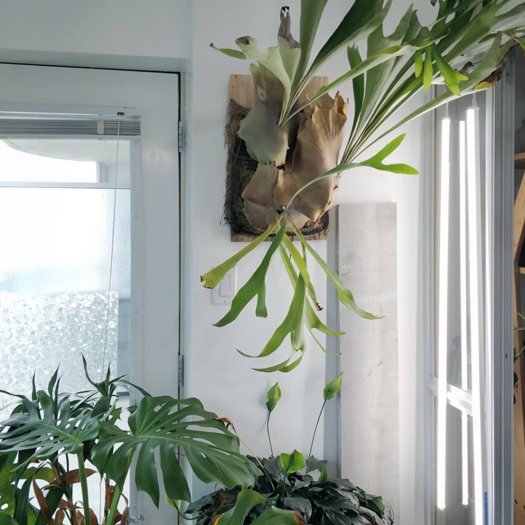 houseplantjournal: Why you need a light meter: how can you make sense of which is brighter?
2࿠… Why you need a light meter: how can you make sense of which is brighter?
2࿠...