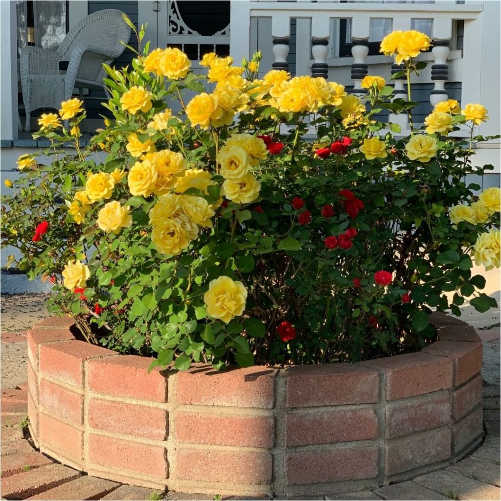 gardendesignmag: Simple and pretty!
.
Do you mind if someone walks a little up your walkway to ta… Simple and pretty!
.
Do you mind if someone walks a little up your walkway to ta...