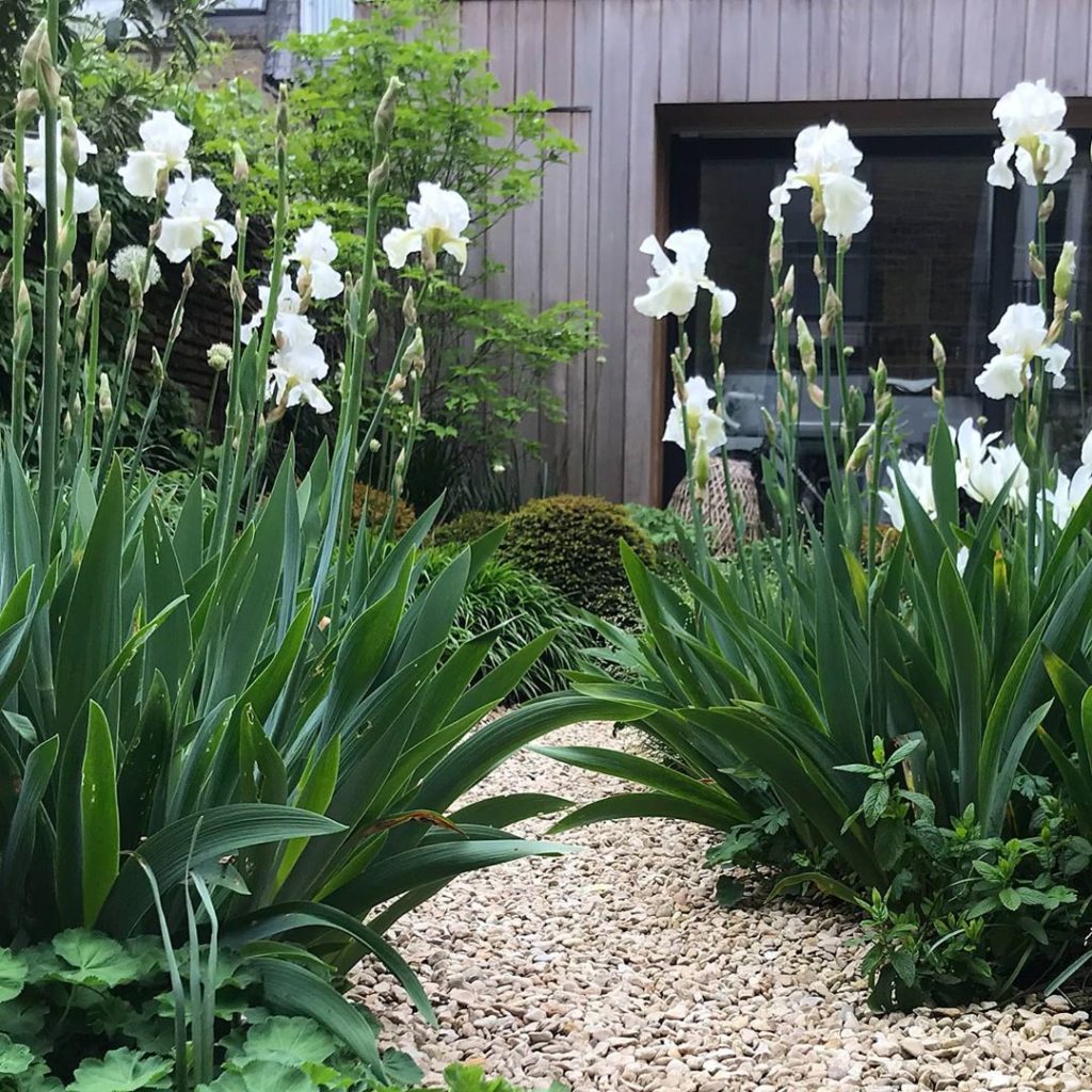 The irises hitting their stride #irisgermanica ‘CliffsofDover’ #inmygarden #mond...