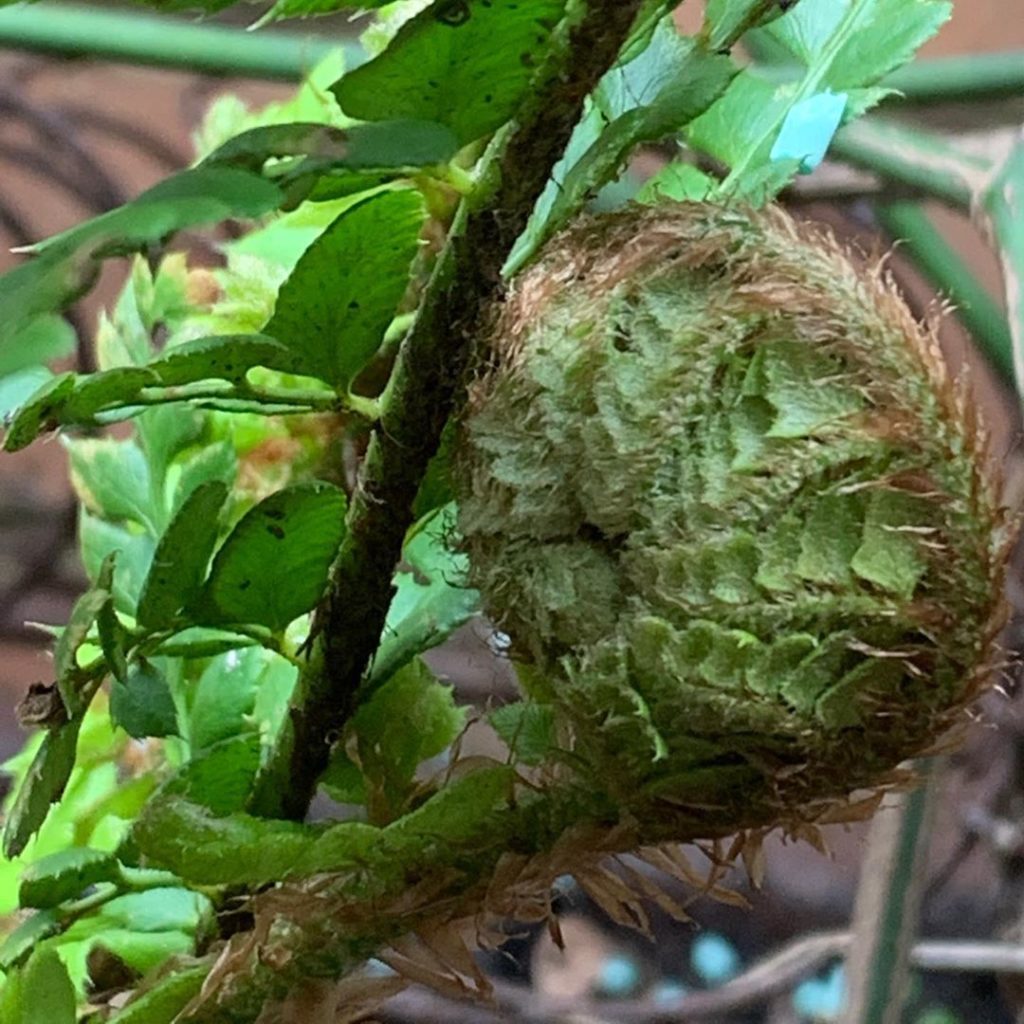 kategouldgardens: They’ve done this for millions of years with, or rather mainly without human hel… They’ve done this for millions of years with, or rather mainly without human hel...