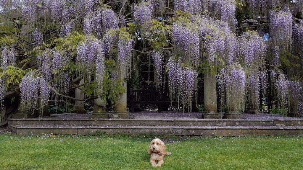 #Happy #dawnchorusday - #weekend #wisteriahisteria... Part 2... the #epic #wist...