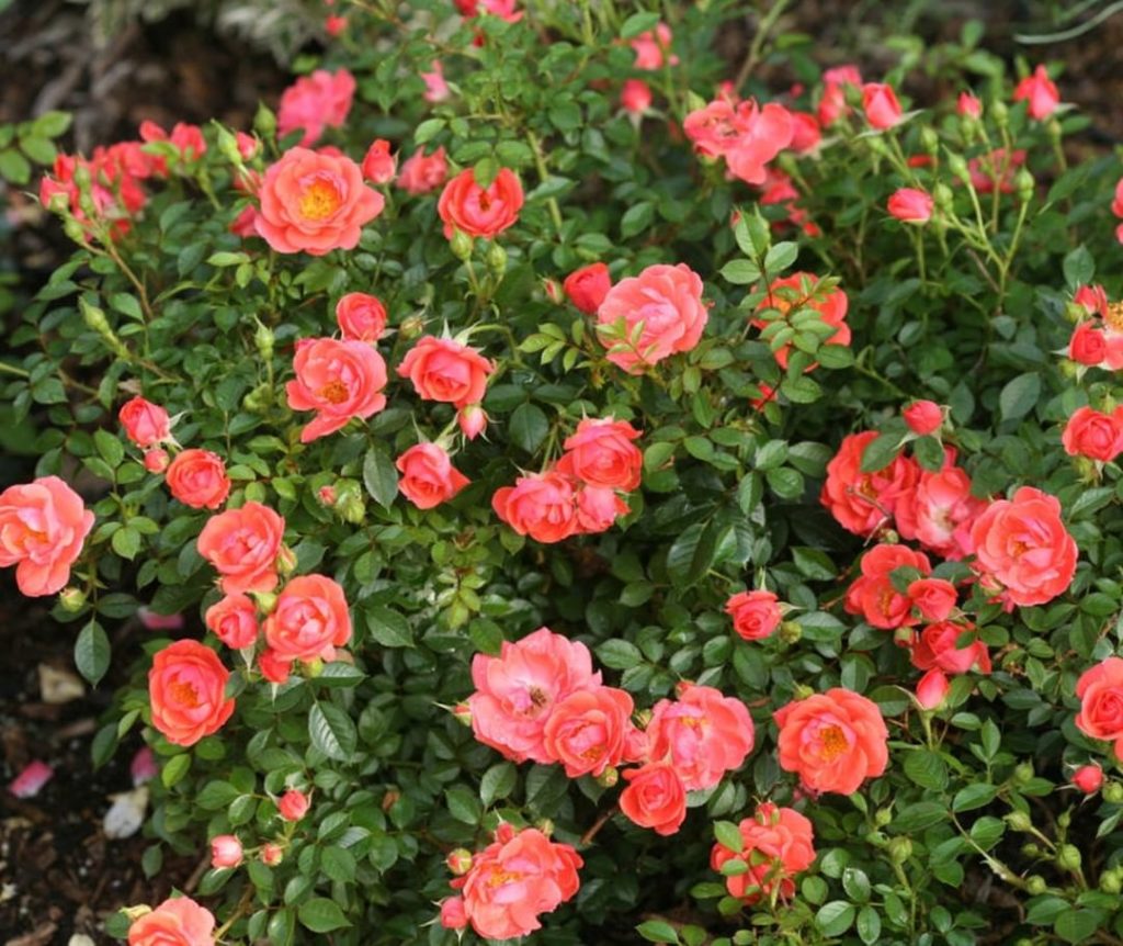 gardendesignmag: When #tacotuesday lands on #cincodemayo, you have to have #mangosalsa—Oso Easy M… When #tacotuesday lands on #cincodemayo, you have to have #mangosalsa—Oso Easy M...