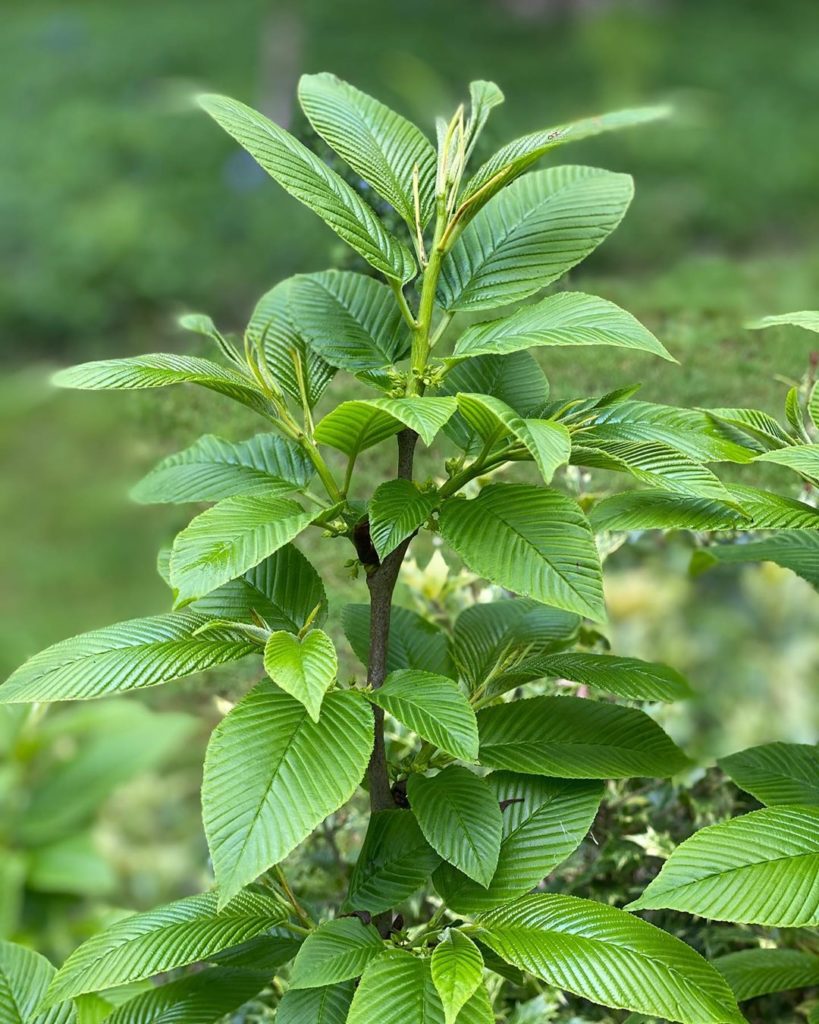 marielouiseagius: A rarity and a favourite for me in the #shrub category : Rhamnus imeretina – an … A rarity and a favourite for me in the #shrub category : Rhamnus imeretina - an ...